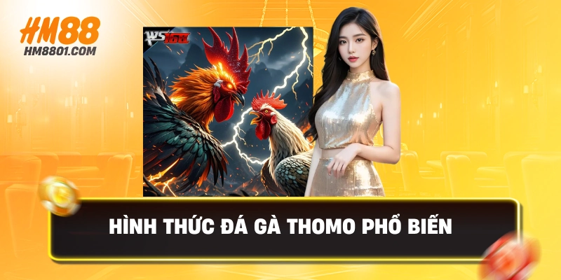 Hình thức đá gà thomo phổ biến